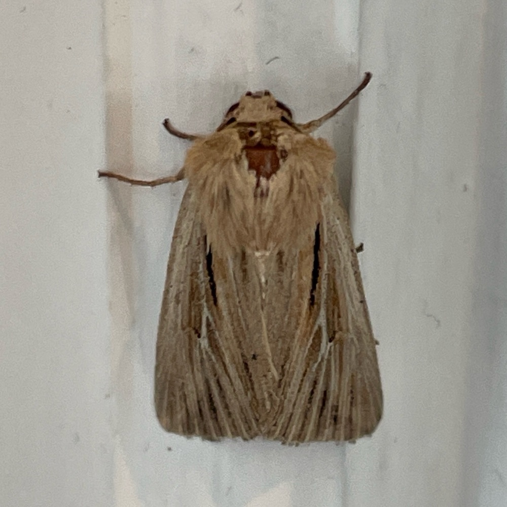 Photo of Shoulder-striped Wainscot (Leucania comma)